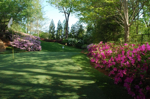 Greenwich backyard putting green grass with flags and pink flowers